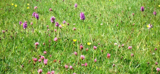 Wildflower rough on a golf course