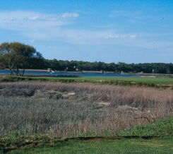 Golf Course Reedbed Conservation Area