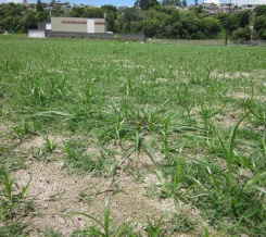 nut sedge invasion during couch grow-in