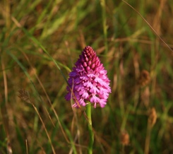 Pyramidal Orchid: Golf Course Rough